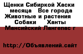 Щенки Сибиркой Хаски 2 месяца - Все города Животные и растения » Собаки   . Ханты-Мансийский,Лангепас г.